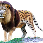 Liger Exclusive