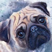bandi_0908