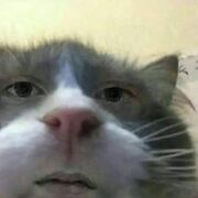 Mr.diddelz