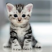 Mrkittens