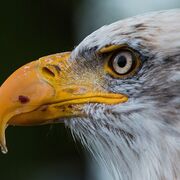 Bald_Eagle_01