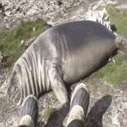 fatporing
