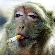 ☆☆ MONKEY ☆☆
