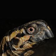 Box Turtle