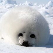 harp_seal