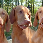 Three Dogs