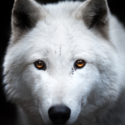 WhiteWolfy