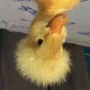 Duckfro