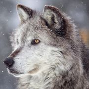 wolf750cc