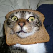 Bread_Cat