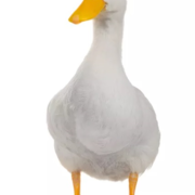 duckdick123