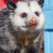 opossum7