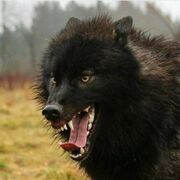 max__wolf