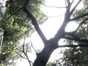 cute chinese girl no panties shopping