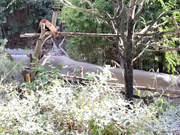 Violet Starr - Creampie After Zoo Date