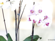 Ria Rodriguez - 21Naturals