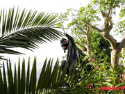 0092 - Latex Lucy - Sister Lucy - Garden Chores 1