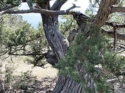 Georgia, Polina Kadynskaya 8