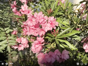 Emily Cheree is your step mom