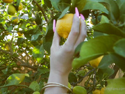 Kristina Rose Lemonade Solo of