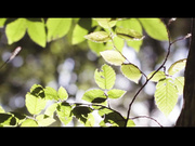 AnnieAddams Bunny Video 2