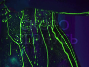 heybanan 2025-01-09 21#15-001