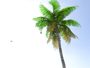 A day of sex on a virtual beach