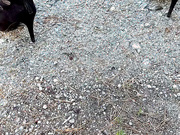 Electric Joanna - Bodystocking