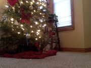 WeirdoMal xmastreecmmm Premium