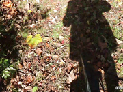 AmberSonata Deepthroating Cock Out In Public in private premium video