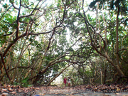 Rennaryann Taking Kitty To The Forbidden Forest in private premium video