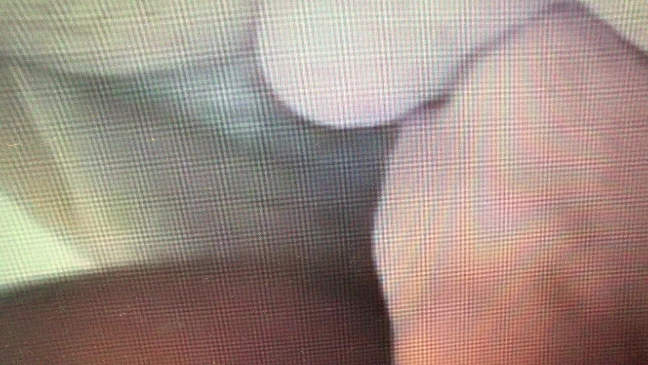 Georgina petrushinova