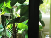 Codi Vore Sha Rizel And Alexya Sexy Shower Time