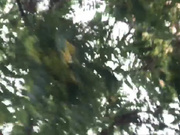 Treshgirls webcam show 2020-07-13 12-04-09 754