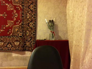 Kleopatra675 webcam show 2020-09-01 08-14-57 531