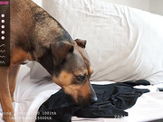 breannexoxo fucks her teen cunt with huge BBC