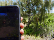 Scarlet Chase - Chasing Scarlet's Beach Bum