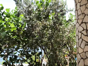 Dani Daniels . com - Public Outdoor Shower Masturbation