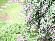 jasminej9966 cant take my eyes off you full ver