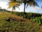 Carabeanz (05_13_2022